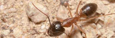 common sugar ants how to get rid of