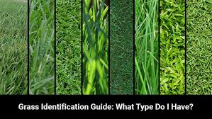Grass Identification Guide Do You Know Your Grass Type