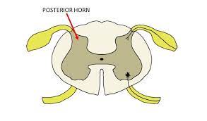 dorsal horn of the spinal cord definition