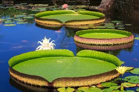 Our knowledgeable, caring staff, tested tried and true water gardening products; Water Lilies Lotuses Koi With Steve Hargrove Towson Arts Collective
