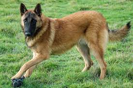 belgian malinois dog breed