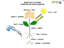 Spanish Lesson On Plants Learning Photosynthesis