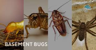 Why There Are Bugs In Your Basement