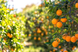 when to pick oranges the best time for