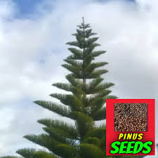 Approximately Plant Seeds Pinus Seed