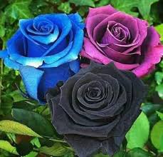 rose flower sharechat photos and videos