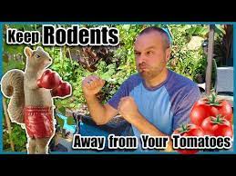 squirrels out of your tomato garden