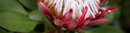 Proteas are native to southern africa and belong to the same family of plants (proteaceae) as australia's native banksias, grevilleas and waratahs. Pick Of The Proteas Flower Power