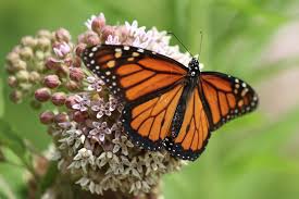 monarch erflies are on the move in