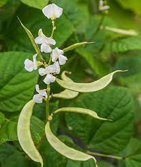 seeds from plants gambar png