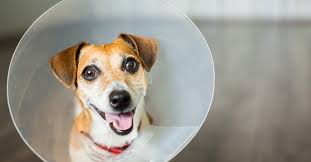 What to Do Before and After Your Pet is Spayed or Neutered | Vetericyn  Animal Wellness