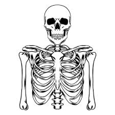 skeleton drawing png transpa images