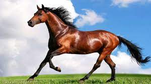 Page dédiée aux amateurs de canaris de race. Top Sase Rase De Cai Top Six Breeds Of Horses Youtube