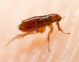 getting rid of fleas in furniture