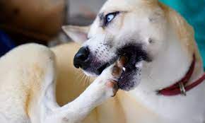 dog foot chewing when to be concerned