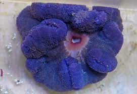 purple carpet anemone