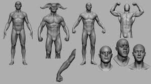 Its primary functions are to: 3d Male Anatomy Head V2 Turbosquid 1497165
