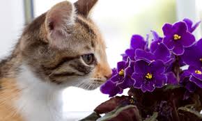 Non Toxic Flowers For Cats