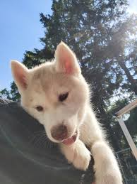 We constantly educate and consult each other to improve. Red Siberian Husky Puppies For Sale Online