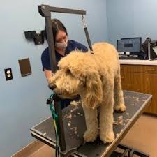 See reviews for all pets animal hospital & 24 hr emergency care in katy, tx at 24221 kingsland blvd from angi members or join today to leave your own review. All Pets Animal Hospital 224 Recommendations Katy Tx