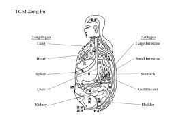 Zang Fu Organ Theory The Yin Yang Of Your Internal Body