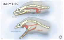 Does an eel have teeth?