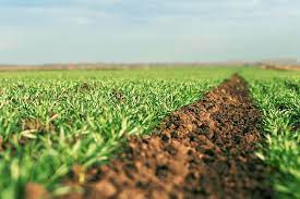 5 Ways To Add Nutrients To Soil