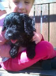 We are a small hobby breeder and. Cockapoo Puppies For Sale Virginia Beach Va 219665