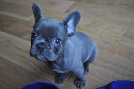 Males were more likely to be diagnosed with eight of. Blue French Bulldog The Best Care Tips Frenchie World Shop