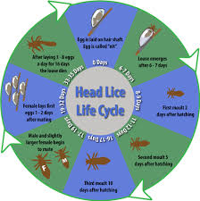 Northeast Ohio Lice Information Picky Pam Lice Removal