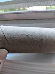 in bathroom is carpet beetle larva