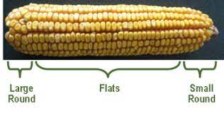corn seed size and planter adjustments
