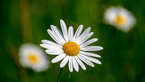 Marguerite Flower Nature Free Photo On Pixabay
