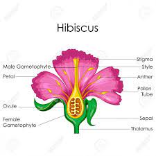 Each pistil is constructed of one to many rolled leaflike structures. 42 Unconventional Knowledge About Female Flower Parts Diagram That You Cant Learn From Books Femal Parts Of A Flower Hibiscus Flower Drawing Hibiscus Flowers