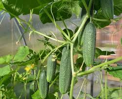 Vegetables to grow in the winter greenhouse: The Greenhouse Vegetable Growing May Set The New Records Fertilizer Daily