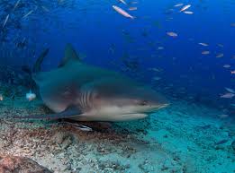 News shark attack sharks shark attacks thailand. Snorkeler Attacked By 10ft Bull Shark In Florida Keys The Independent