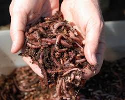 Vermicomposting Composting With Worms