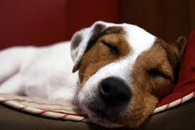 Don't let your puppy take a cozy nap at your feet right before bed. How Do I Stop My Puppy Crying At Night Petbarn