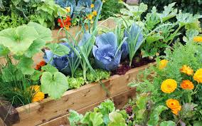 how to start a vegetable garden the