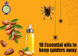 10 essential oils to avoid spiders
