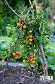 tomato gardeners delight supported by