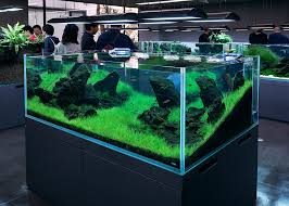 gr carpet in your aquarium