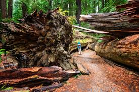 Maybe you would like to learn more about one of these? Roaming Among The Redwoods In California S Humboldt County Lonely Planet