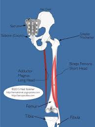 Check spelling or type a new query. Hamstring Anatomy For Yoga