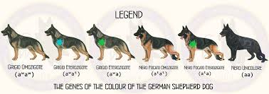 Anatomy The German Shepherd Dog