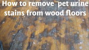 how to remove pet urine water damage
