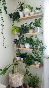 indoor plant shelves