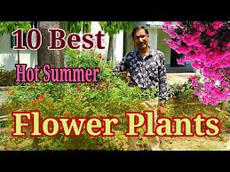 heat tolerant flowering plants
