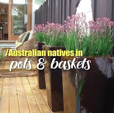 Growing Australian Natives In Pots And