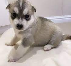 How To Get A Free Husky Puppy gambar png